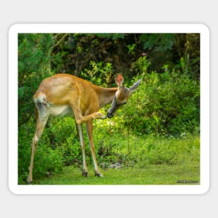 White Tailed Deer Scratching it's Nose Sticker